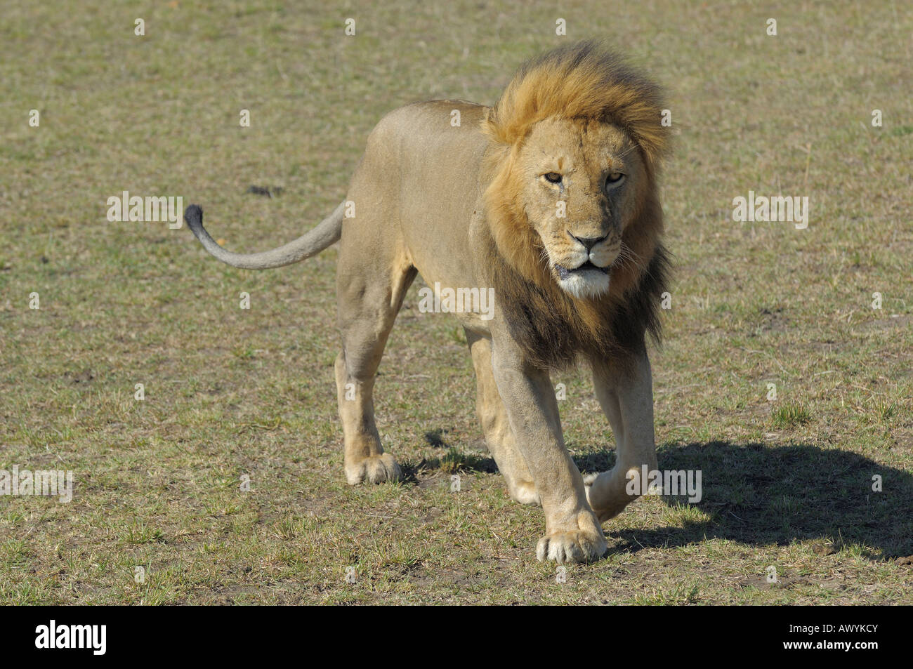 Homme Lion, Masai Mara, Kenya Banque D'Images