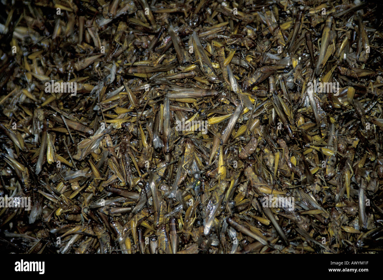 Or les sauterelles frites croustillantes Orthoptères Snack food disponibles sur le marché à HeKou La Province du Yunnan en Chine Banque D'Images