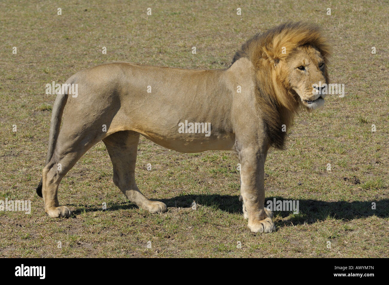 Homme Lion, Masai Mara, Kenya Banque D'Images
