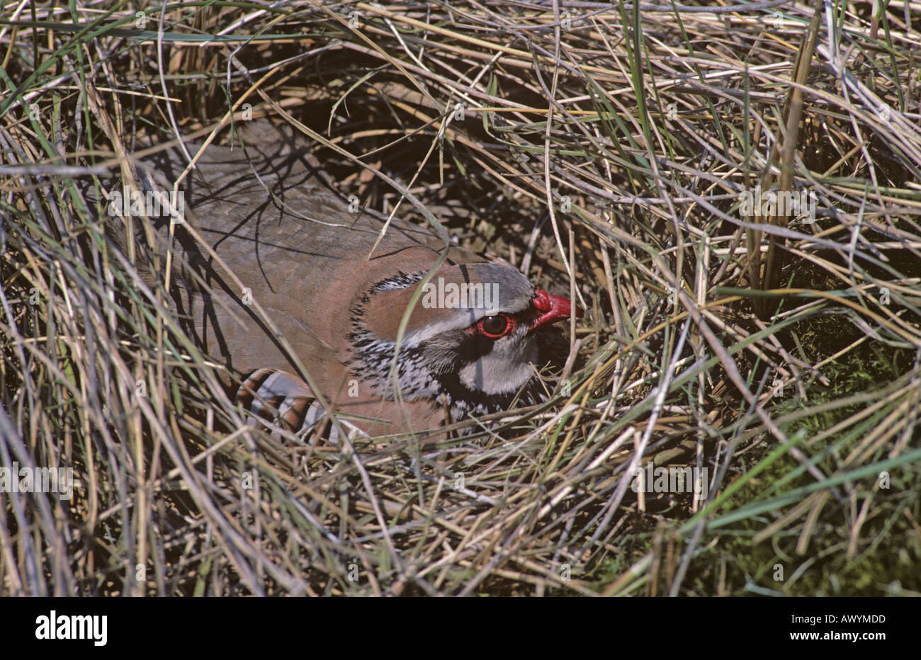 Red-legged Partridge Alectoris rufa la couvaison des oeufs Banque D'Images