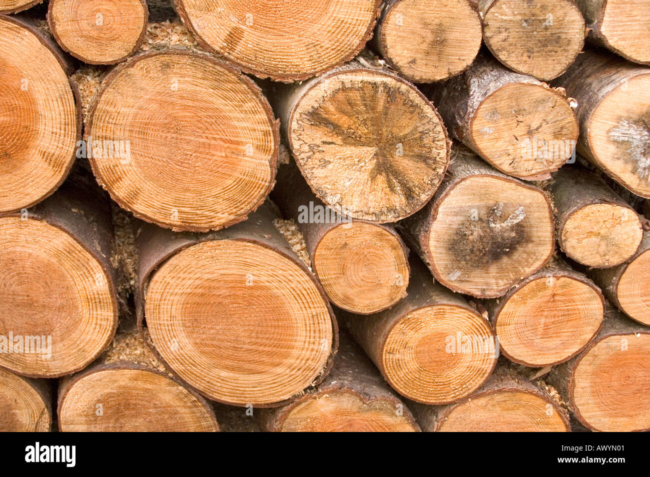 Cut logs stacked Banque D'Images