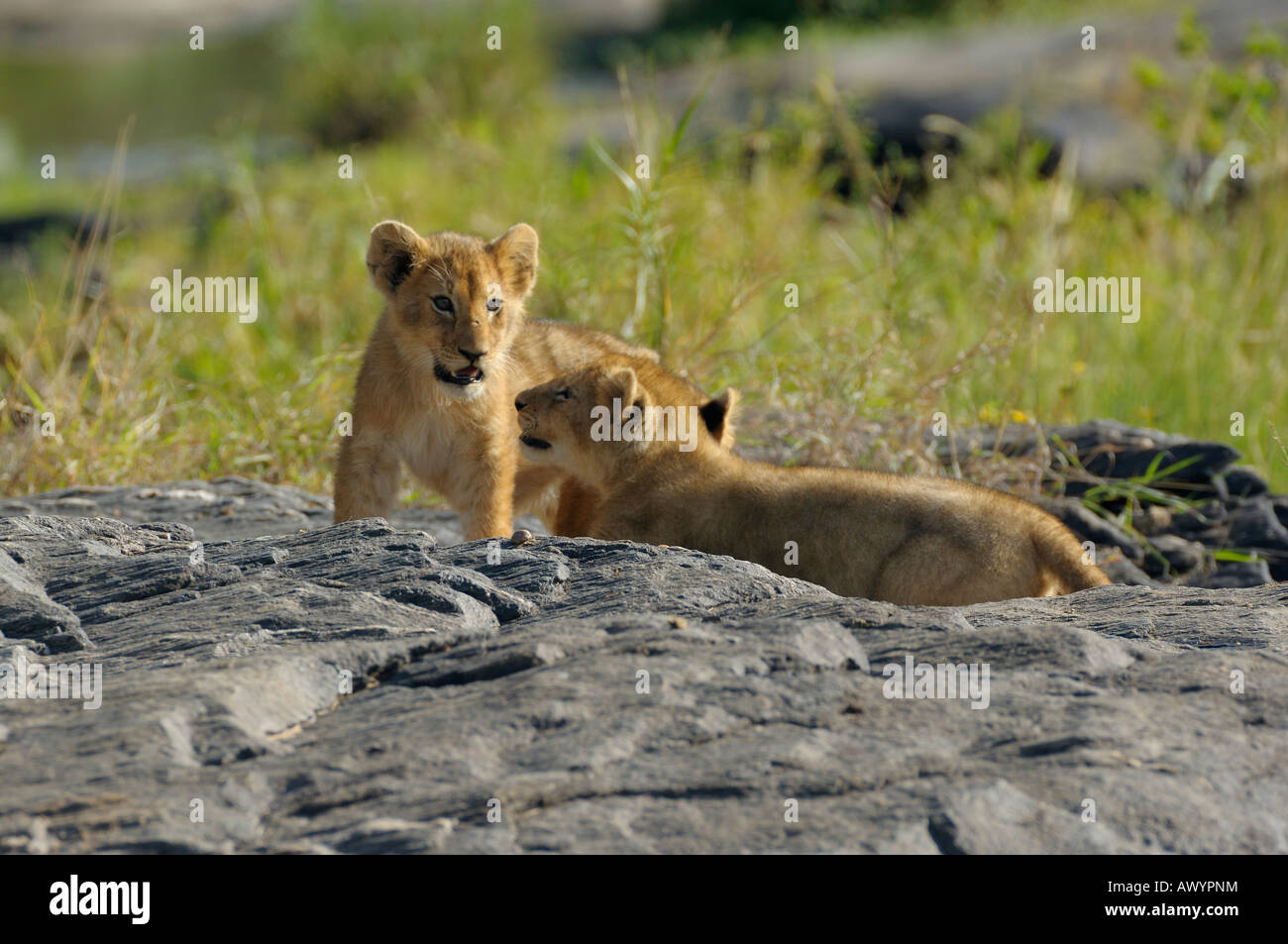 Lion cub, Masai Mara, Kenya Banque D'Images