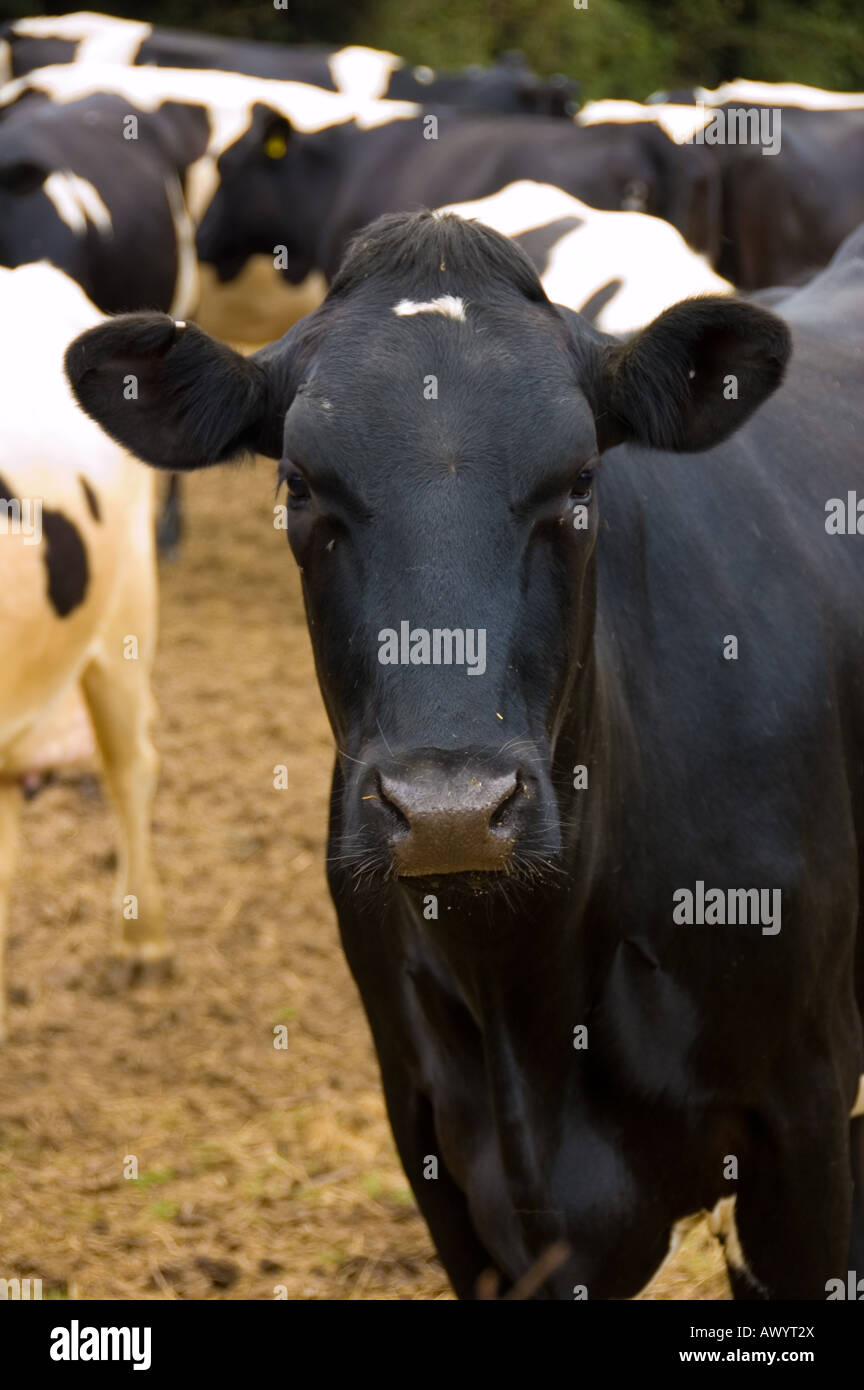 Une image couleur en noir et blanc d'une vache de race Frisonne Banque D'Images