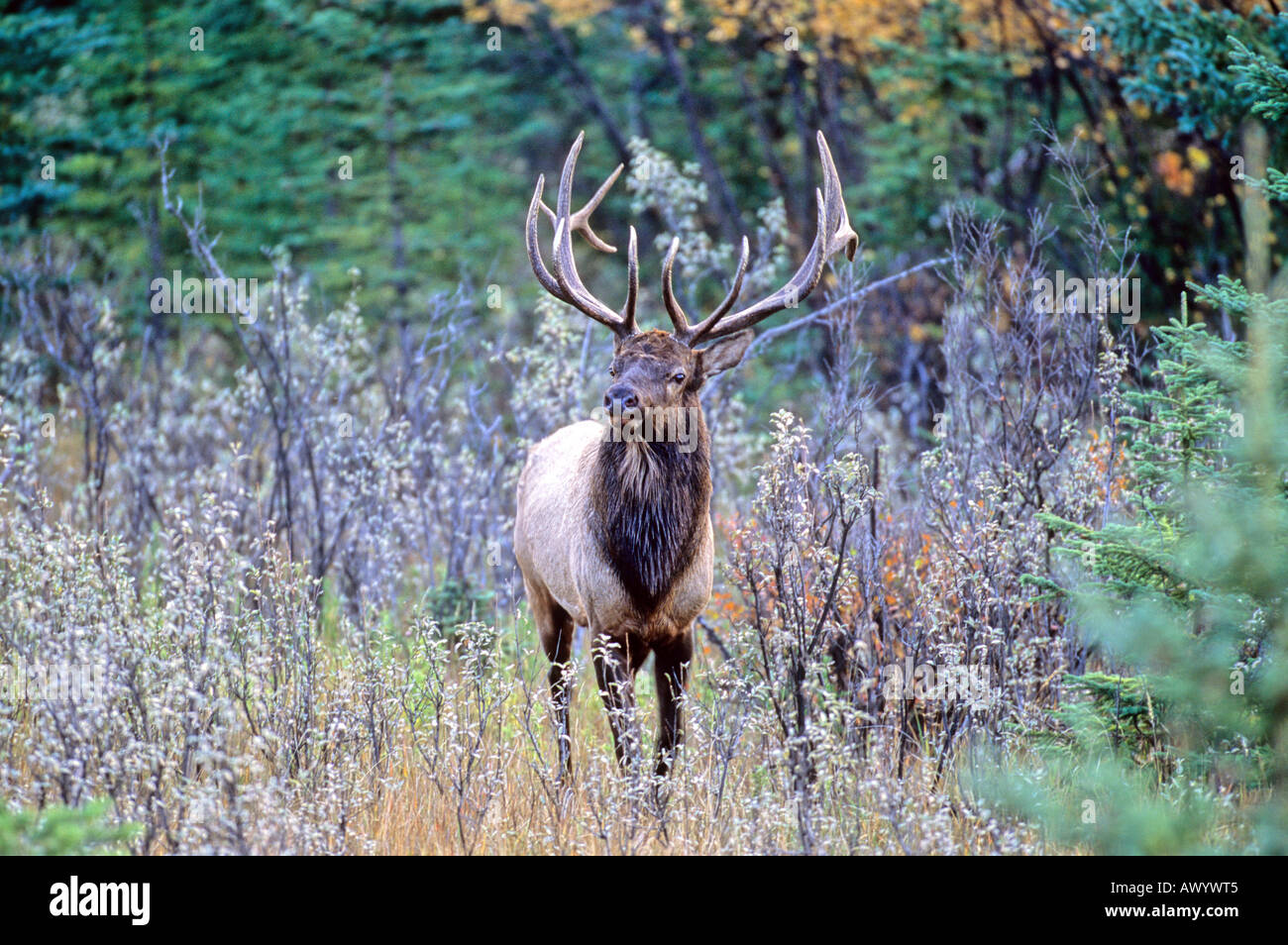 Bull Elk walking Banque D'Images