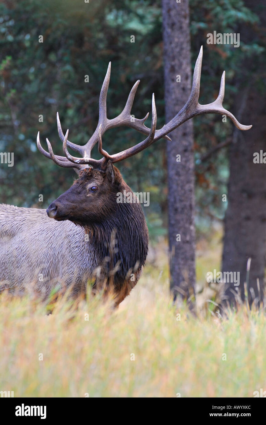Bull Elk appelant 53 Banque D'Images