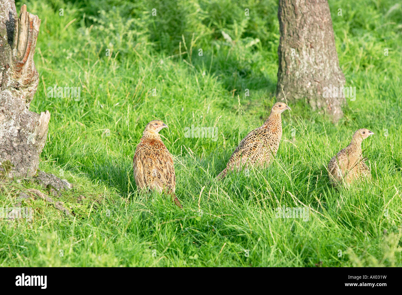 Trois faisans communs (Phasianus colchicus) dans un champ. L'Yokrshire, UK Banque D'Images