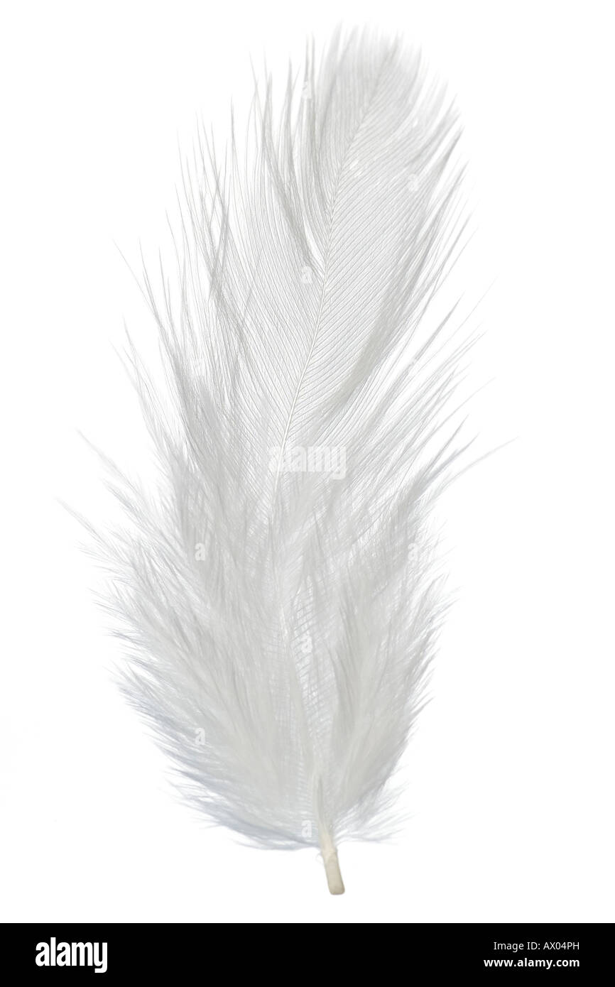 Feather on white Banque D'Images