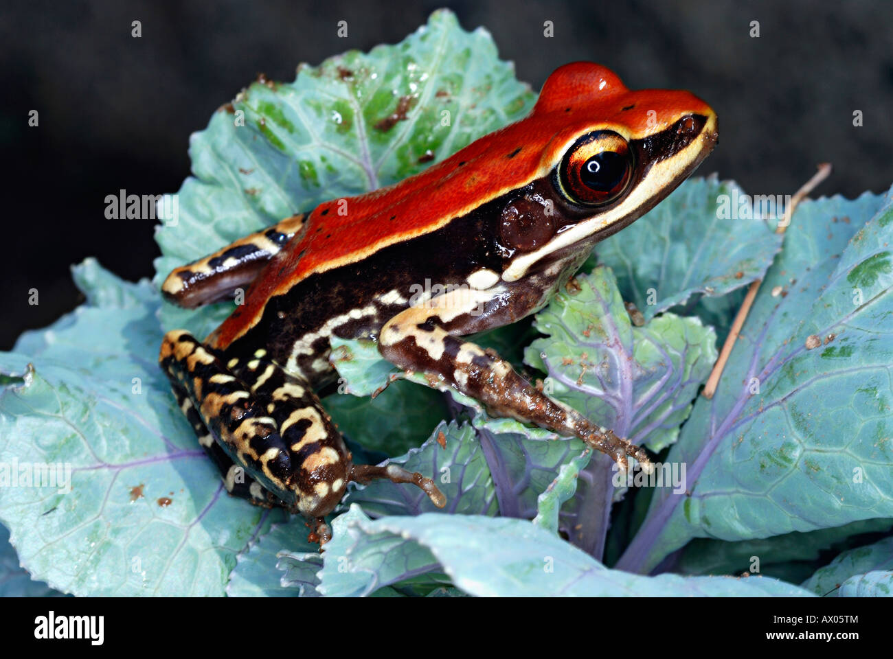 Grenouille Fungoid (Hydrophylax malabaricus) est une grenouille colorés trouvés sur le sol de la forêt et la végétation inférieure dans les Ghâts occidentaux, Banque D'Images