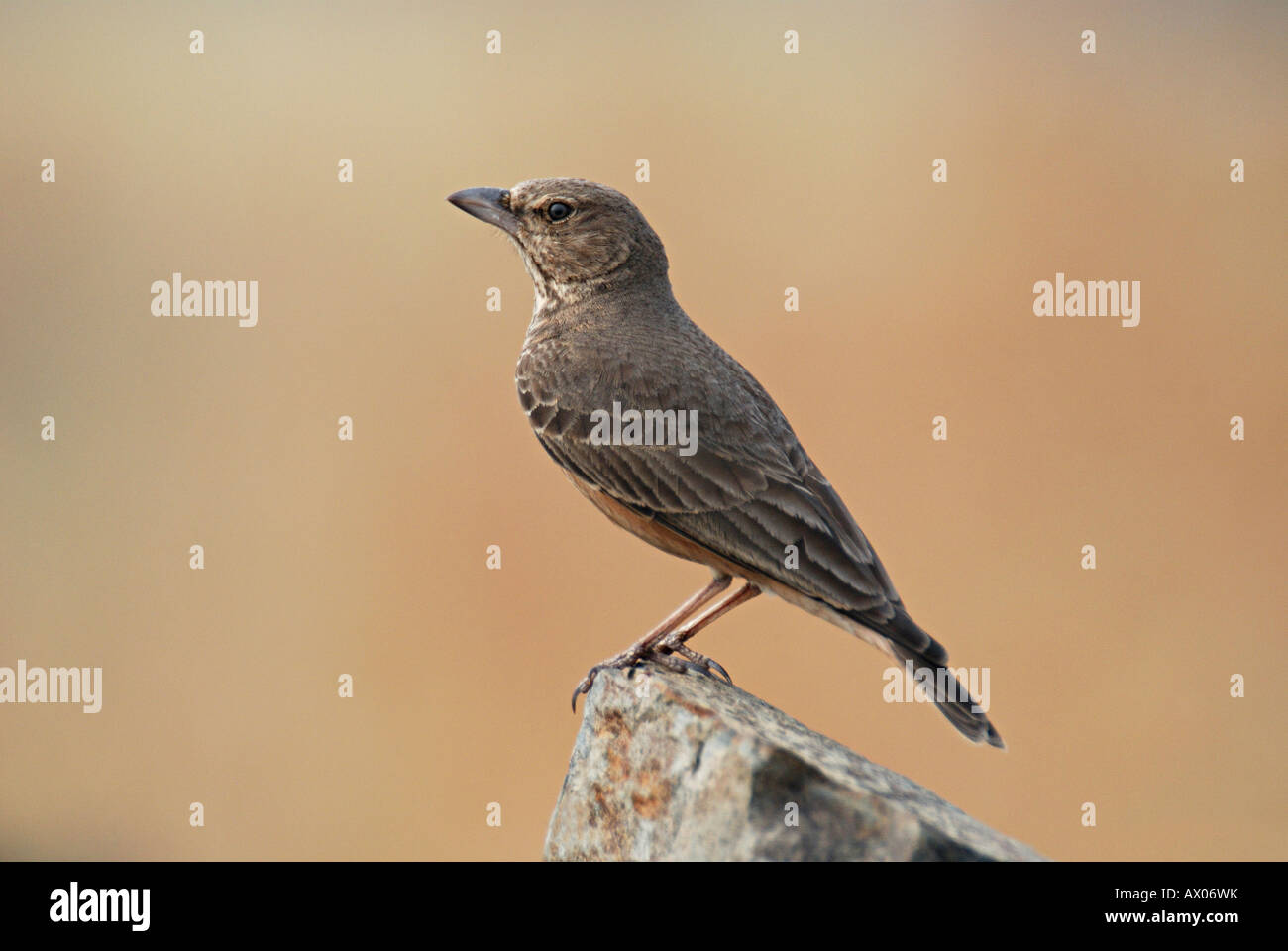 Le Bruant à queue Lark, Ammomanes phoenicurus, est un oiseau trouvé au sol pierreux ouvert en bas et pays des collines rocheuses en Inde. Pune Banque D'Images