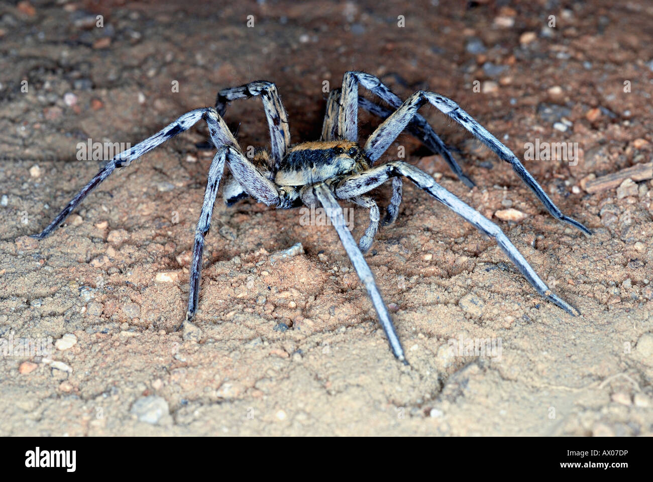 WOLF SPIDER ou la masse des araignées. famille Lycosidae - c'est une grande famille d'araignées qui se nourrissent de proies au sol. Banque D'Images