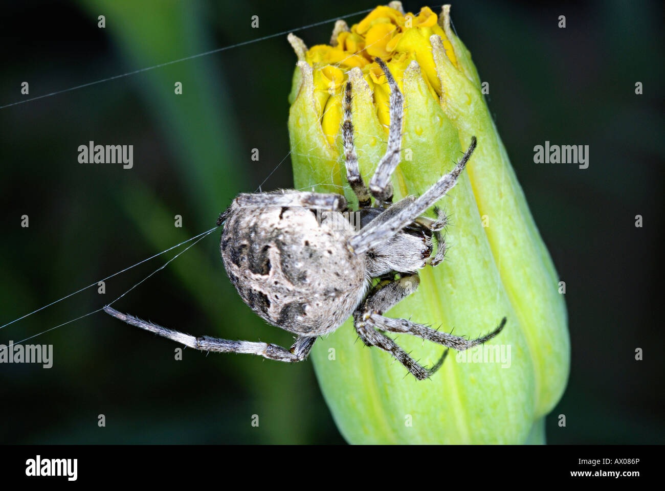 ORB WEAVER Spider (Neoscona arabesca). L'orb weaver-araignées (famille des Araneidae) sont les constructeurs de réseaux en forme de roue en spirale Banque D'Images