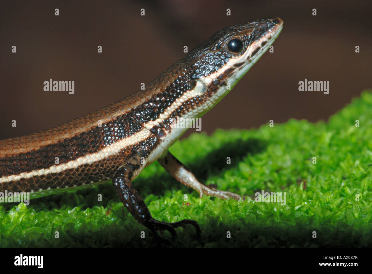Lézard des murailles Podarcis TYRRHÉNIENNE , Lacertidae,, 12.02.2013,. Murud, Konkan, Maharashtra, Inde Banque D'Images