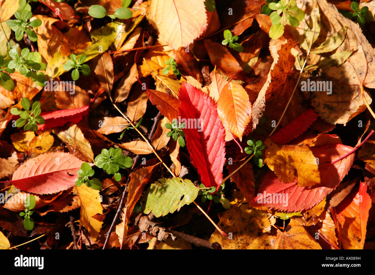Feuilles séchées détails dans la lumière sombre dans la forêt d'automne Banque D'Images