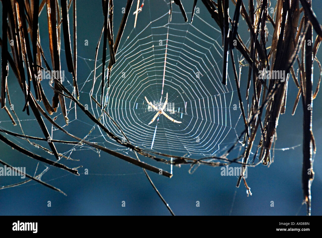 ORB WEAVER Spider Neoscona arabesca-l'orb weaver spiders (famille Araneidae) sont les constructeurs de réseaux en forme de roue en spirale Banque D'Images