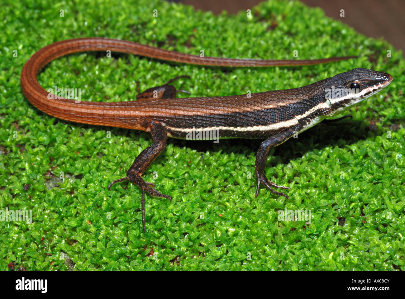 Lézard des murailles Podarcis TYRRHÉNIENNE ,, 12.02.2013, est une espèce de lézards de la famille des Lacertidae. Banque D'Images