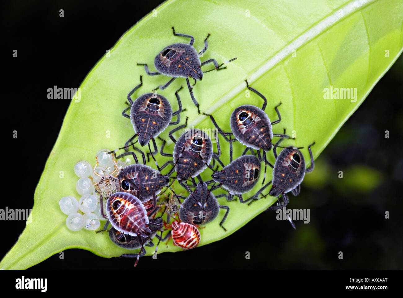 Stink Bugs, Halyomorpha halys, punaise diabolique de nymphes et d'adultes sur le pommetier. Une congrégation de bugs vu sur une feuille. Banque D'Images