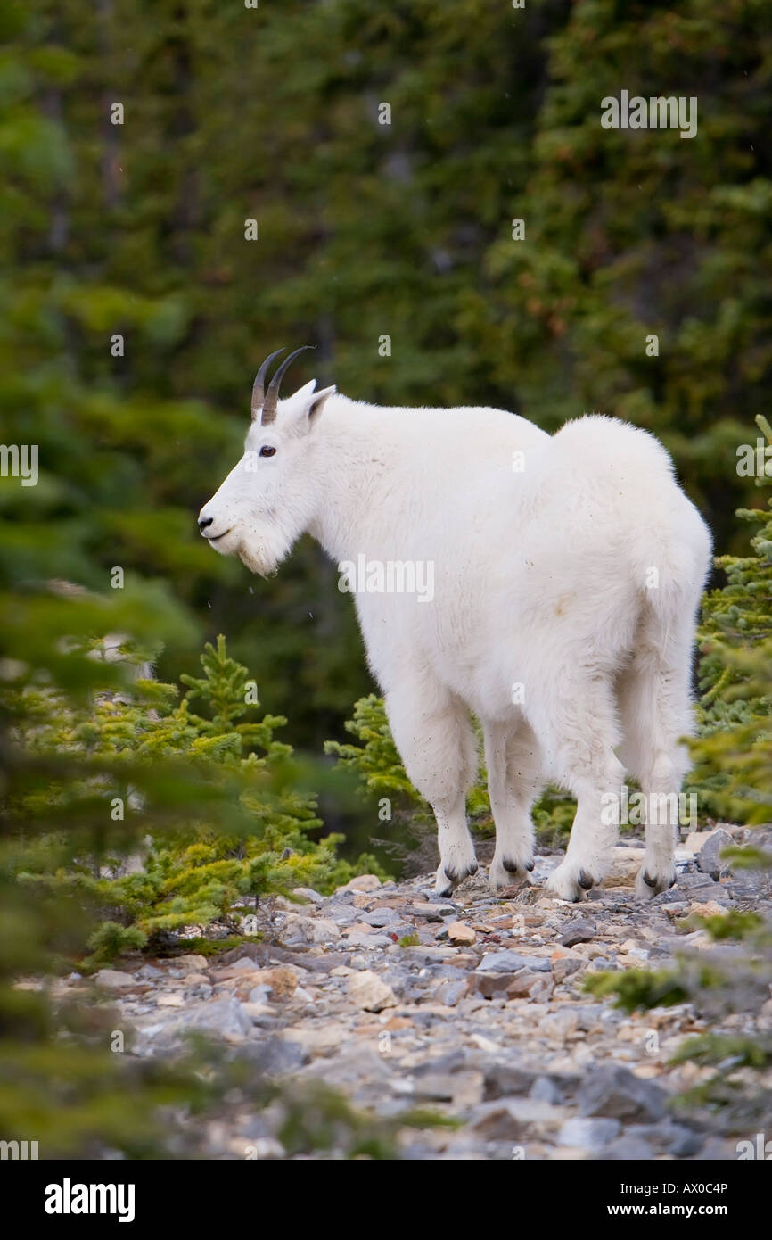 Le Canada, l'Alberta, des montagnes Rocheuses, le parc national Jasper, la chèvre de montagne (Oreamnos americanus) Banque D'Images