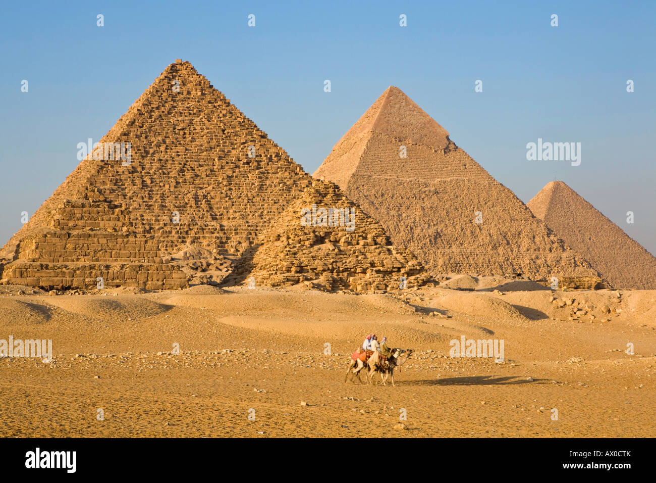 Les chameaux au Pyramids, Giza, Le Caire, Egypte Banque D'Images