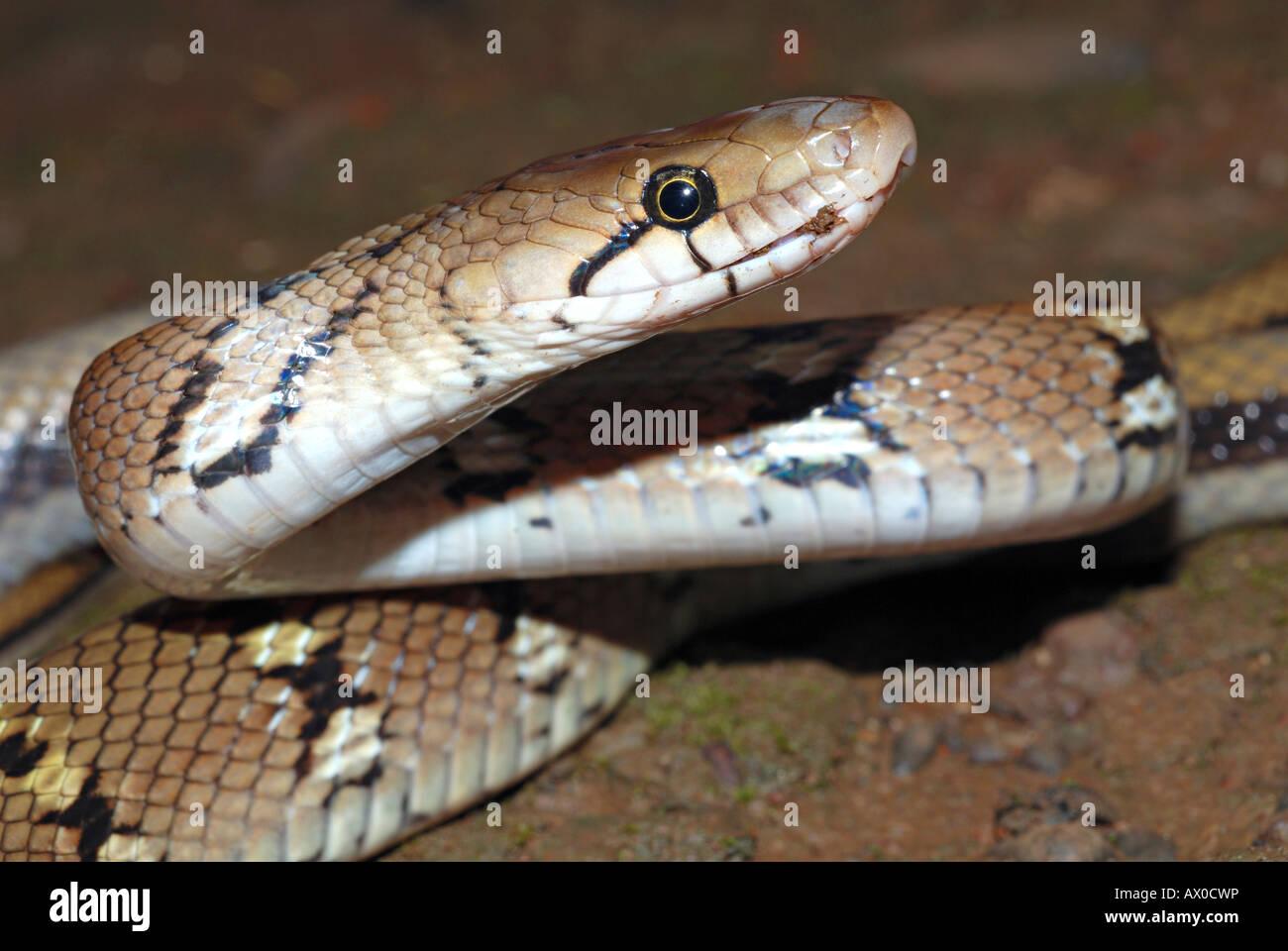 Snake Bijou montagnarde (Coelognathus helena monticollaris), ce serpent non venimeux tue par constriction. Pune, Maharashtra. Banque D'Images