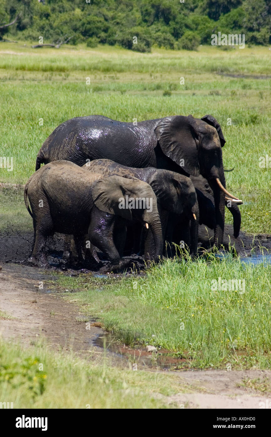 L'éléphant d'Afrique, Loxodonta africana, jouant dans la boue, Chobe National Park, Botswana Banque D'Images