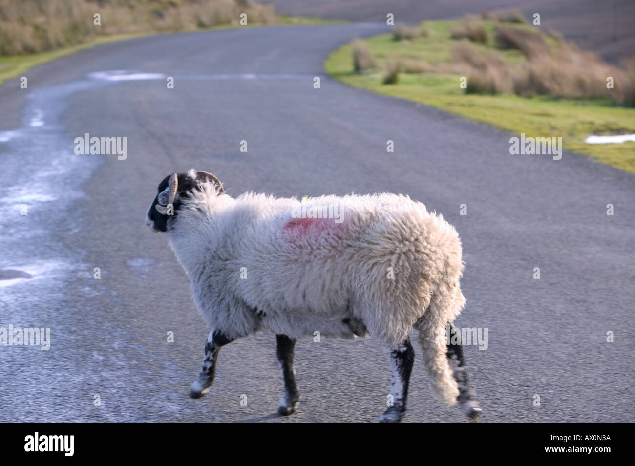 Un mouton le franchissement d'une route près de landes keld, North Yorkshire, UK Banque D'Images