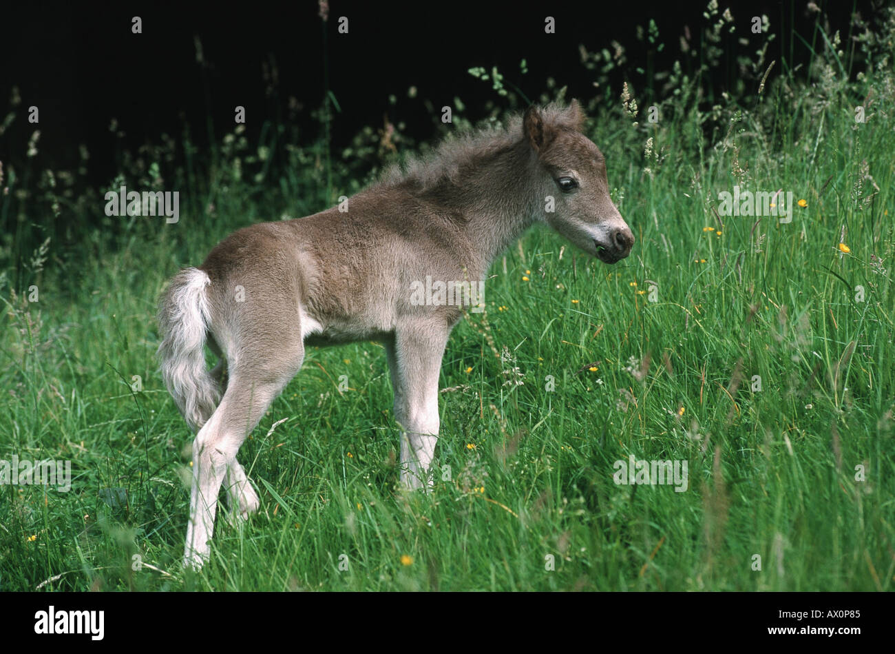 Cheval domestique (Equus caballus przewalskii. f), certaines semaines poulain, debout sur un pré, Allemagne Banque D'Images