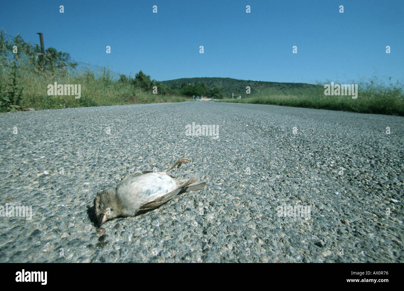 Moineau domestique (Passer domesticus), roadkill. Banque D'Images