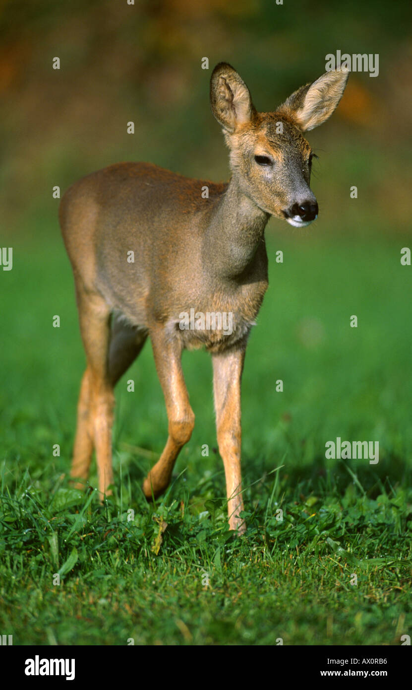 Le chevreuil (Capreolus capreolus), fauve marchant sur un pré, l'Allemagne, l'Alb Schwaebische Banque D'Images