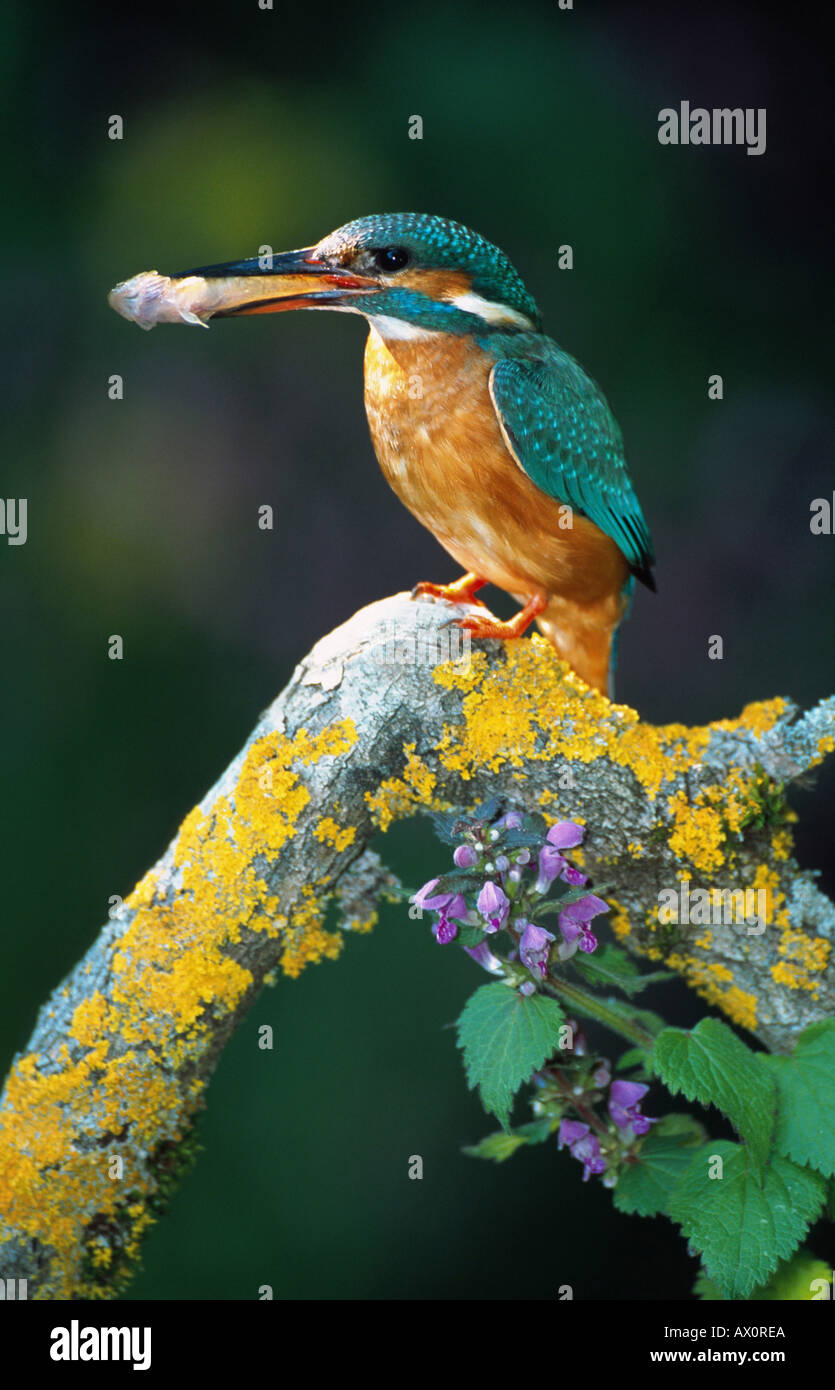 River Kingfisher (Alcedo atthis), avec les proies sur lookout, l'Allemagne, l'Alb Schwaebische Banque D'Images