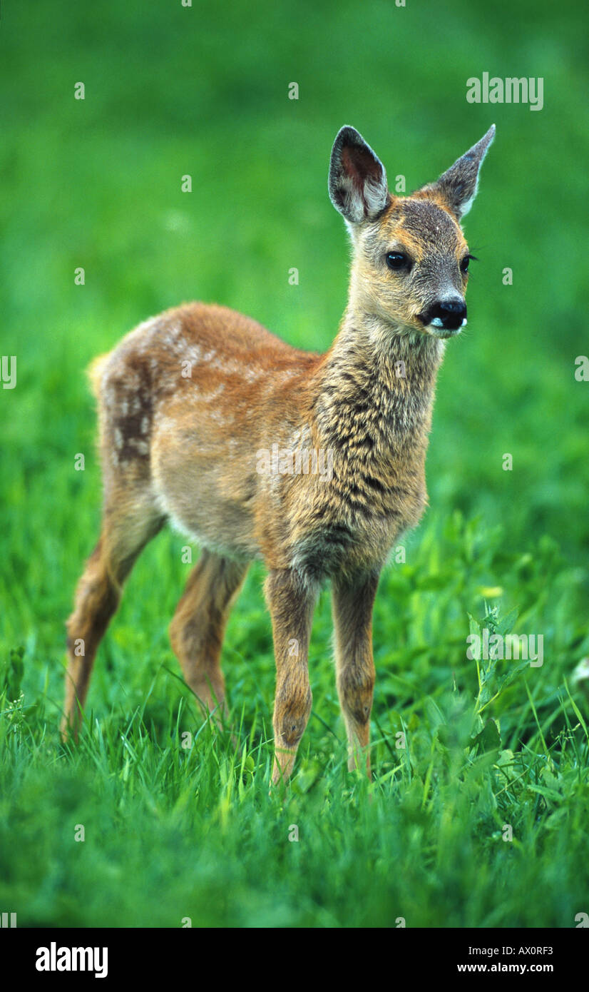 Le chevreuil (Capreolus capreolus), fauve, debout sur un pré, Allemagne Banque D'Images