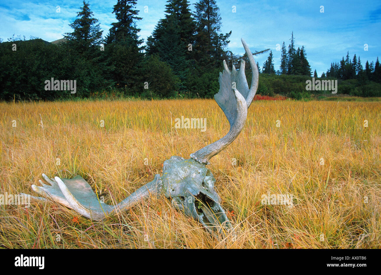 De bois d'un élan allongé sur un pré, USA, Alaska Banque D'Images