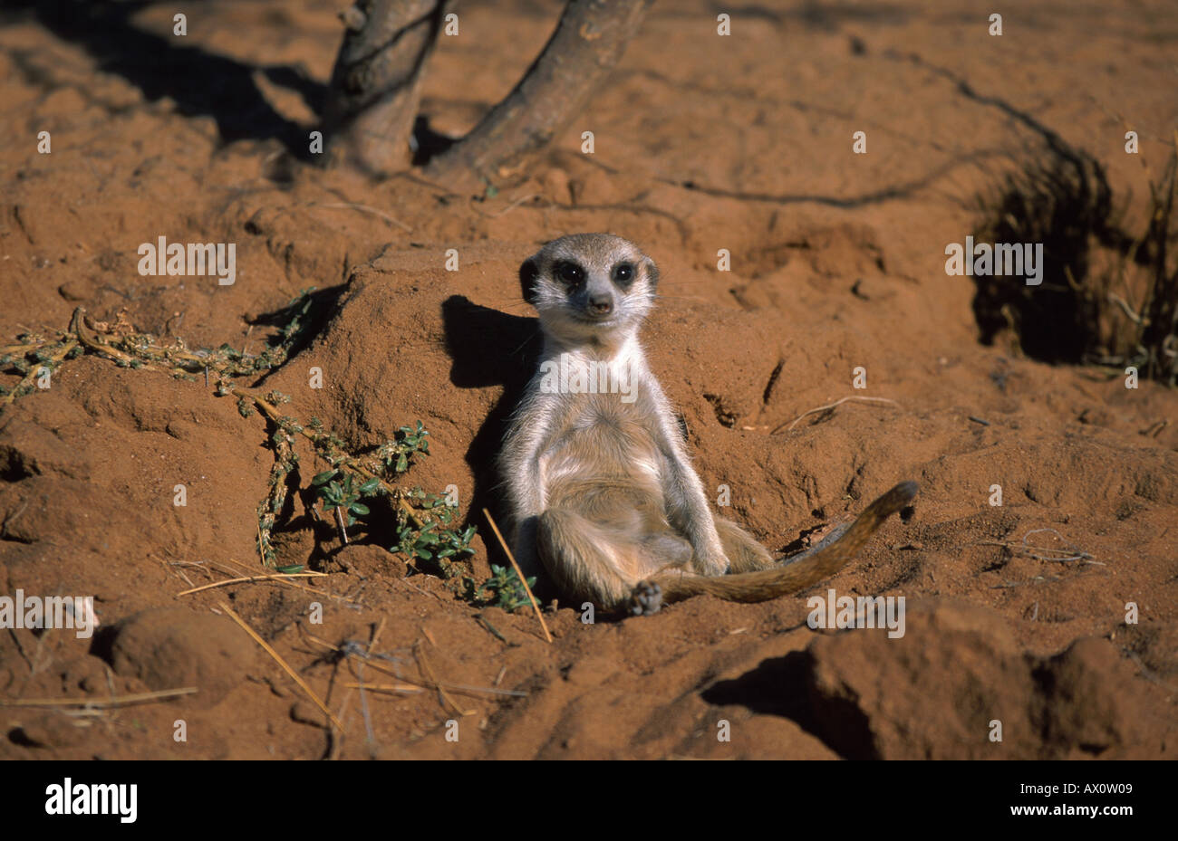 À queue fine, suricate (Suricata suricatta) suricates, couché sur le dos, la Namibie Banque D'Images