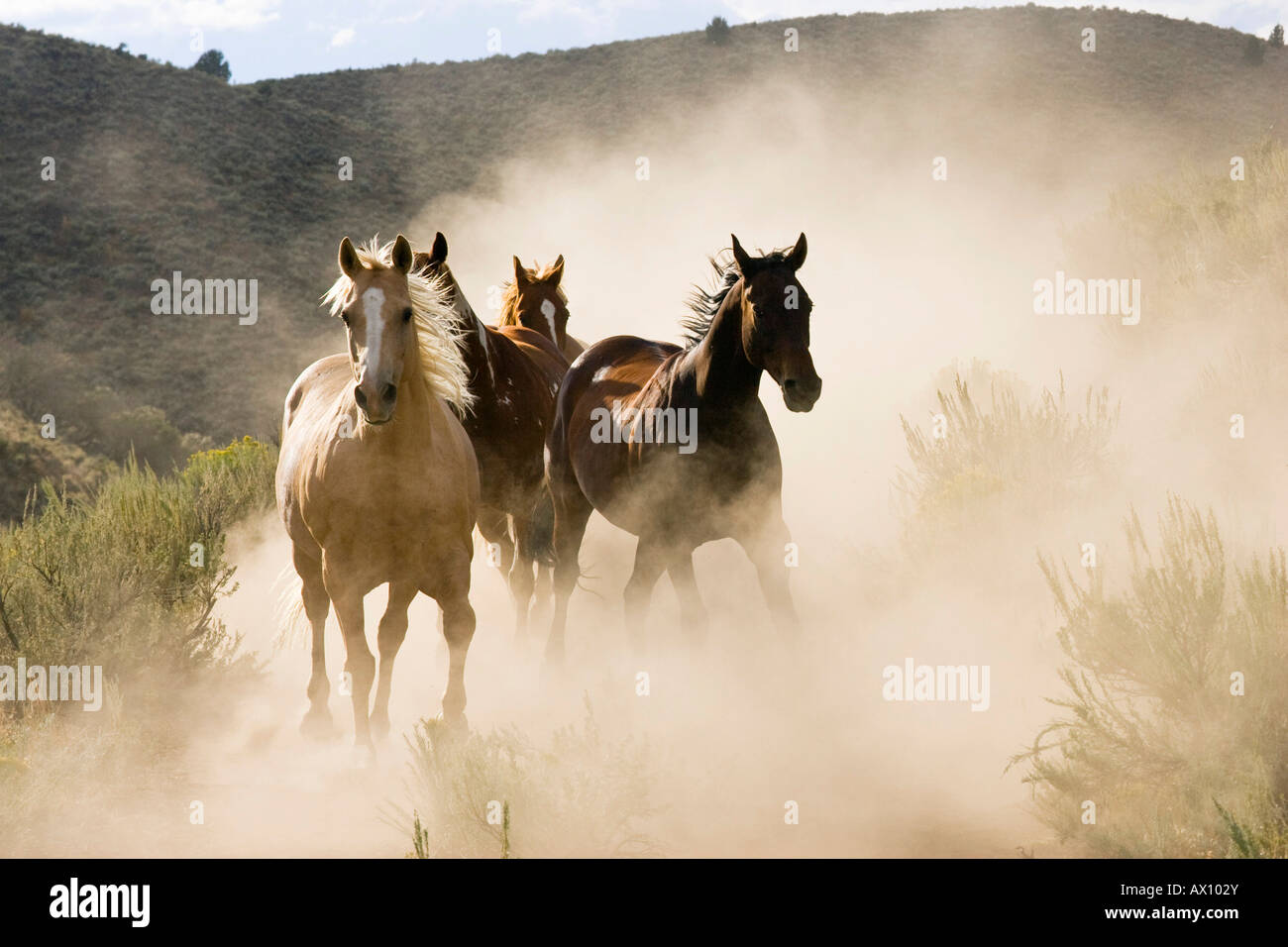 Chevaux à l'wildwest gallopping, Oregon, USA Banque D'Images