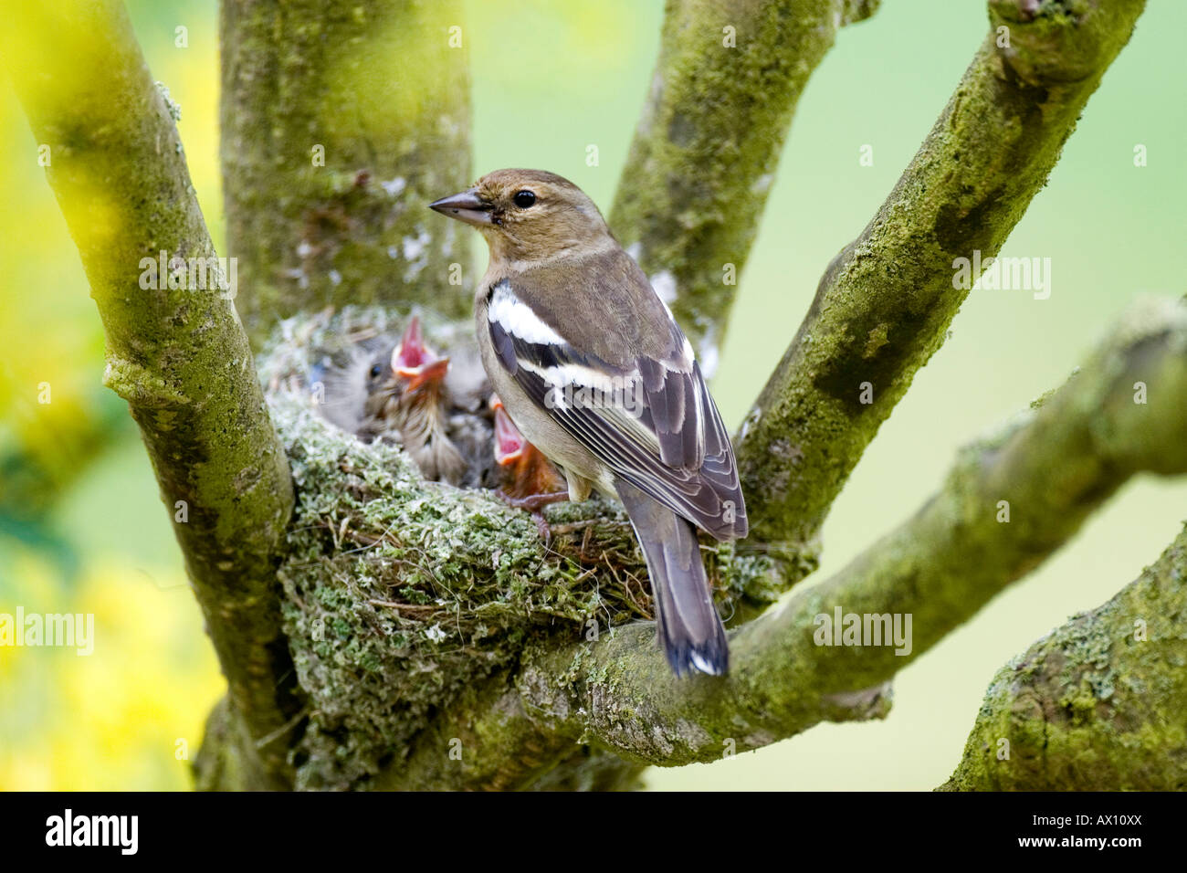 (Fringilla coelebs Chaffinch femelle) nourrir ses petits, Gillenfeld, Vulkaneifel, Germany, Europe Banque D'Images