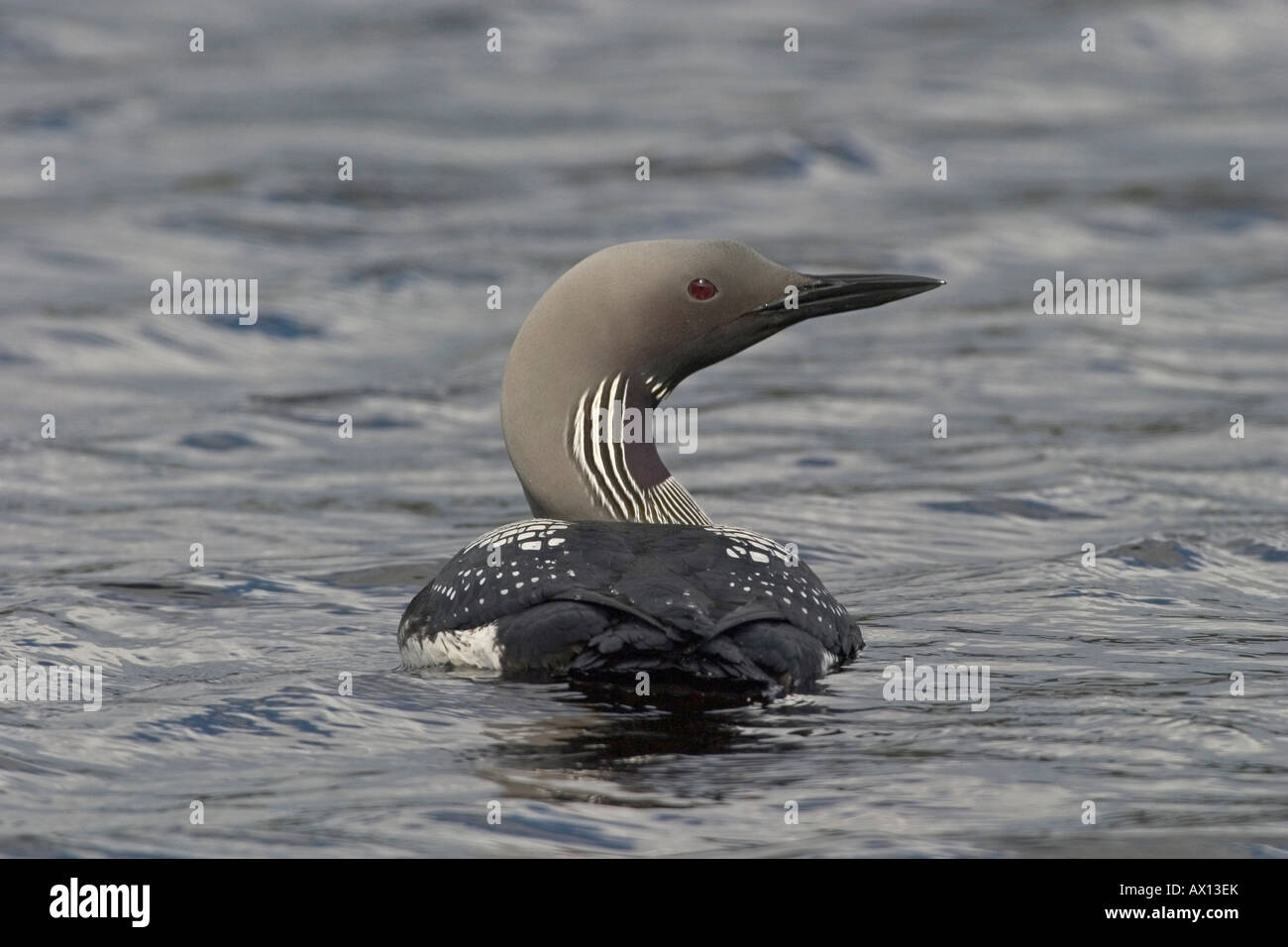 Black-throated Diver (Gavia arctica), Parc National Hamra, Suède Banque D'Images