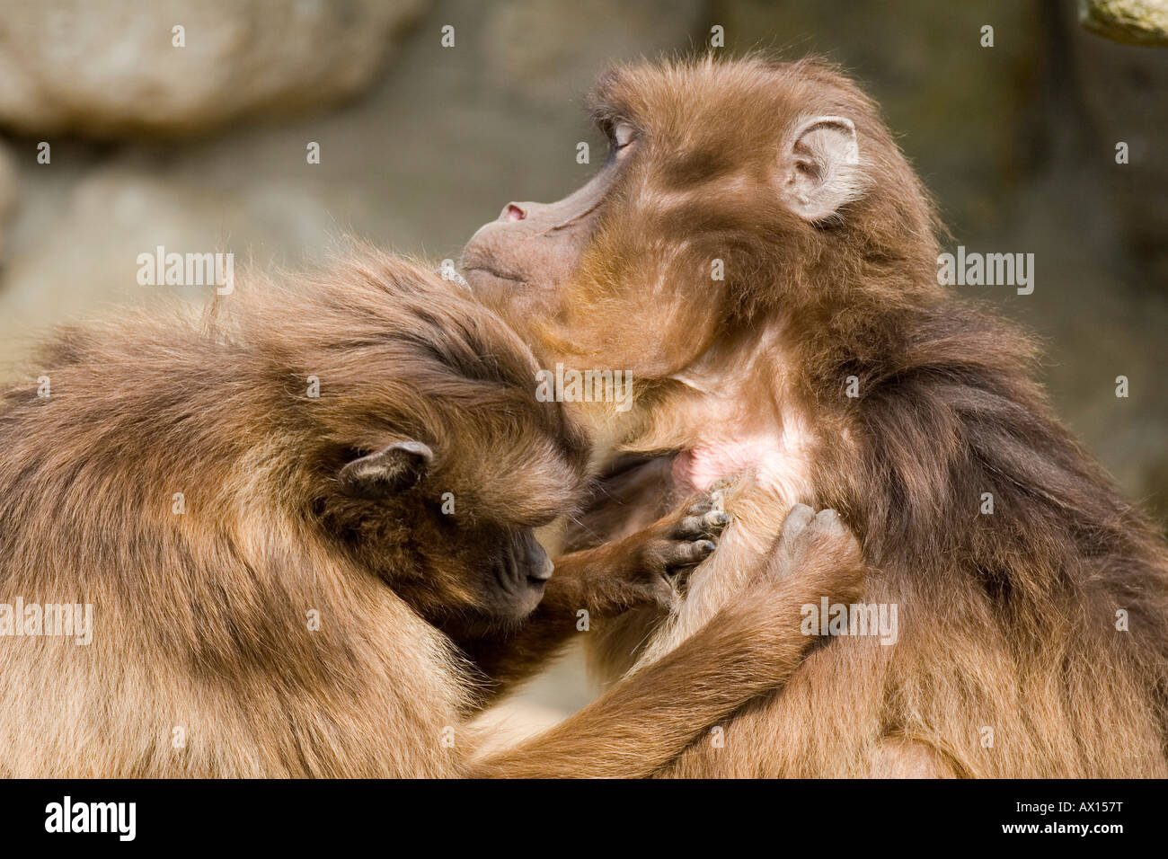 Les babouins Gelada Geladas ou (Theropithecus gelada) le toilettage à Rheine Zoo, Rhénanie-du-Nordwestphalie, Germany, Europe Banque D'Images