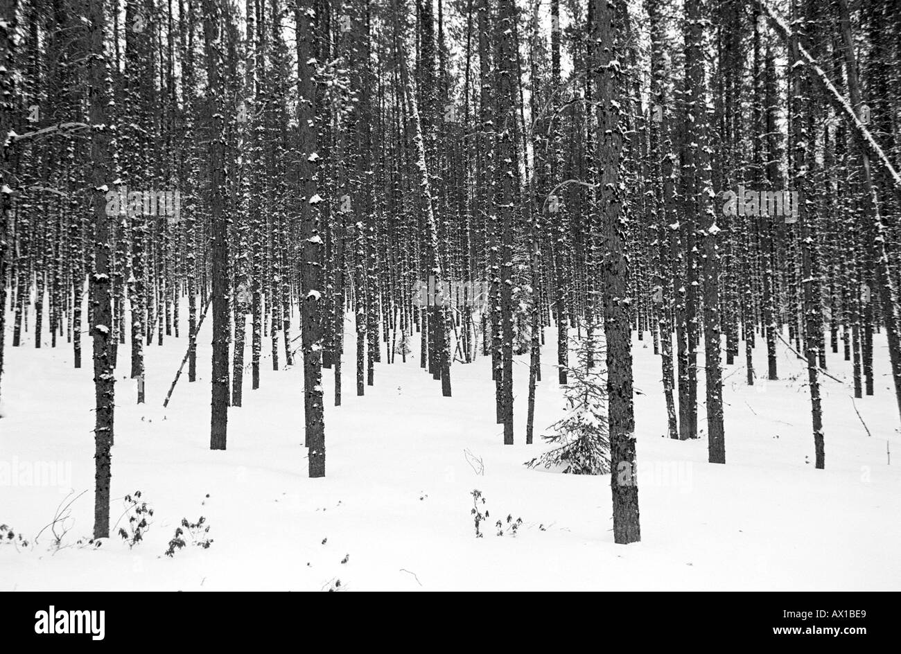 Vue en noir et blanc d'une forêt en hiver uid 1431016 Banque D'Images