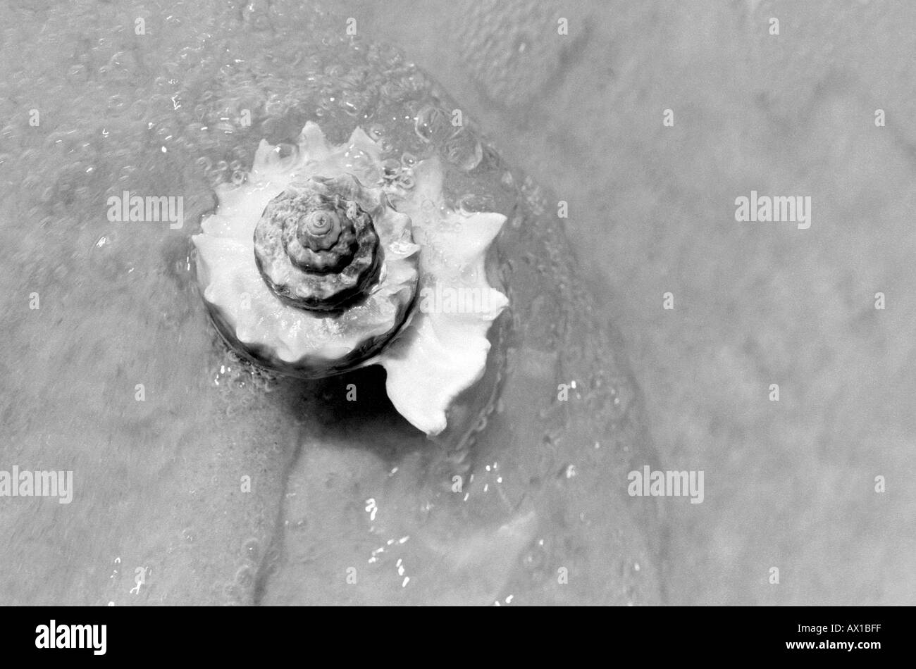 Nautilus shell dans l'eau uid 1431151 Banque D'Images