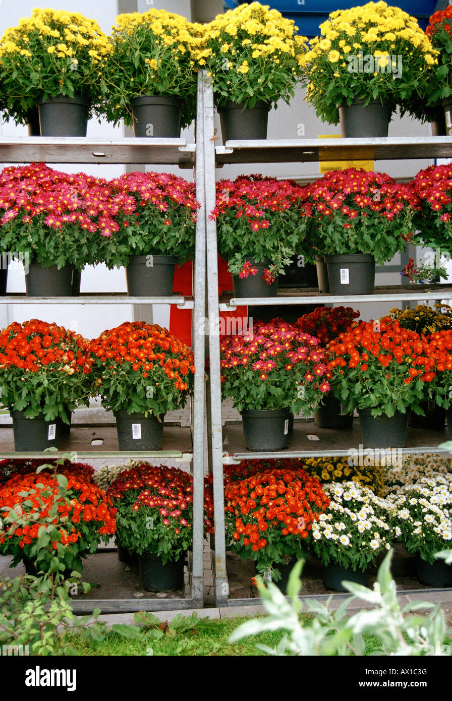 Variété de plantes à fleurs en pot Chrysanthème Banque D'Images