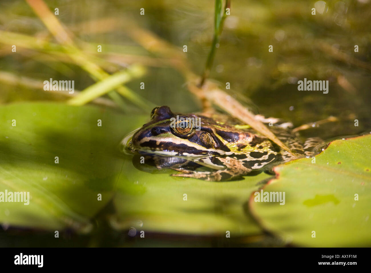 Edible frog (Rana esculenta) dans un étang de jardin Banque D'Images