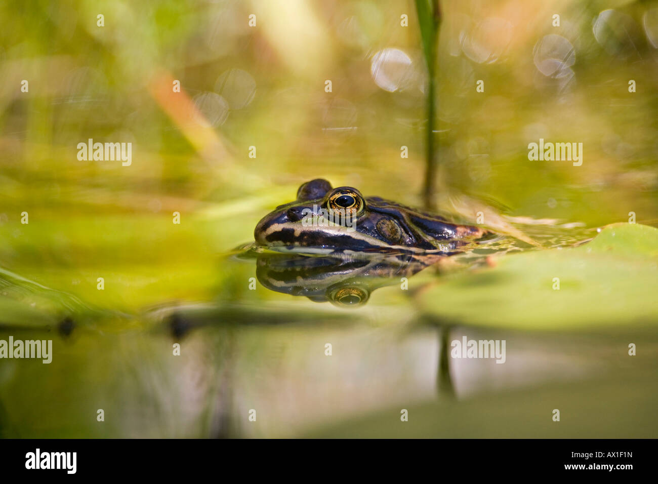 Edible frog (Rana esculenta) dans un étang de jardin Banque D'Images