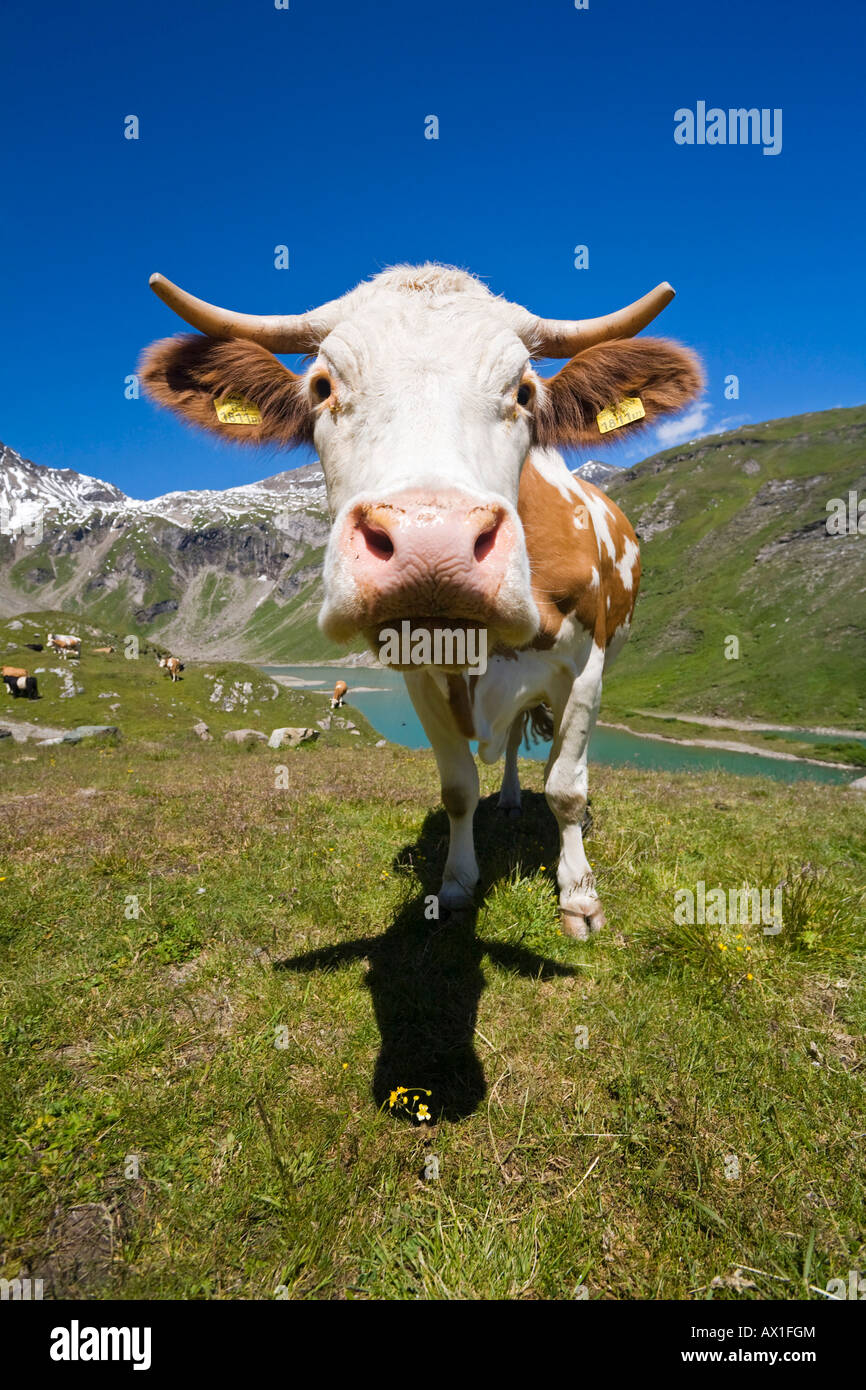 Vache dans un pâturage, la Haute Route alpine du Grossglockner, parc national Hohe Tauern, Carinthie, Autriche Banque D'Images