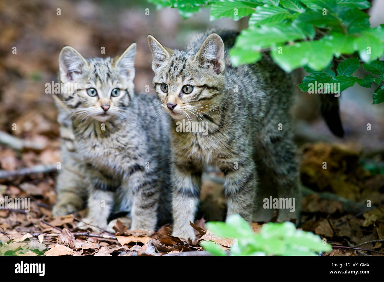 Wildcats européenne (Felis silvestris), cup, forêt de Bavière Banque D'Images