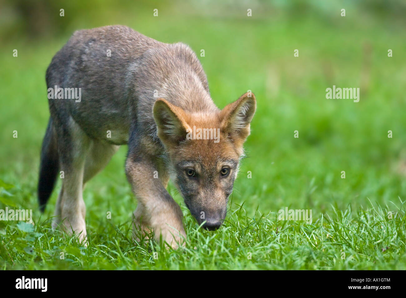 European wolf (Canis lupus lupus) chiot, chiot Banque D'Images