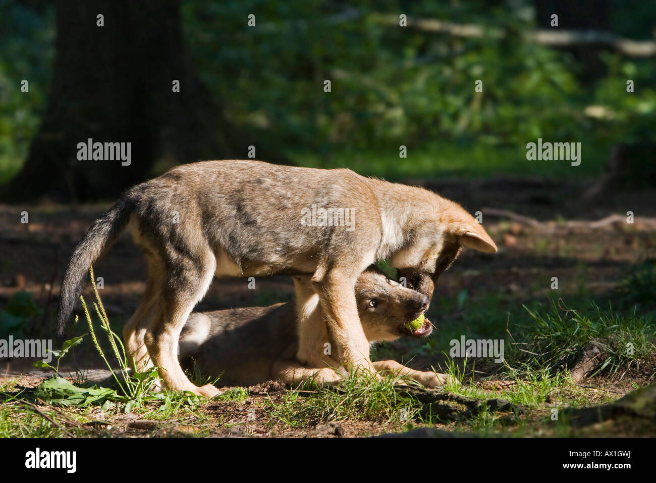 European wolf (Canis lupus lupus) chiot, chiot jouent Banque D'Images