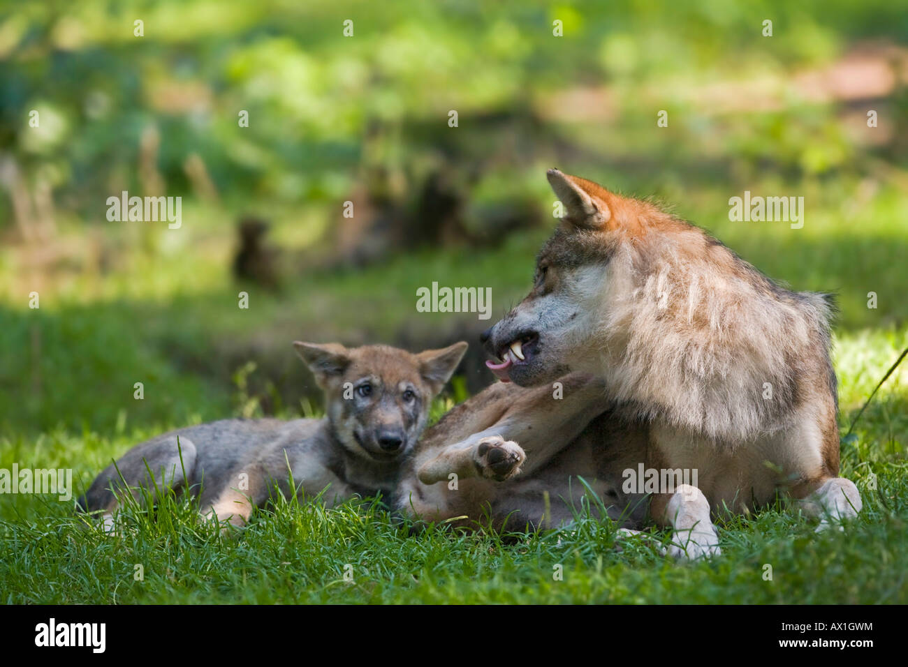 European wolf (Canis lupus lupus) avec chiot, chiot Banque D'Images