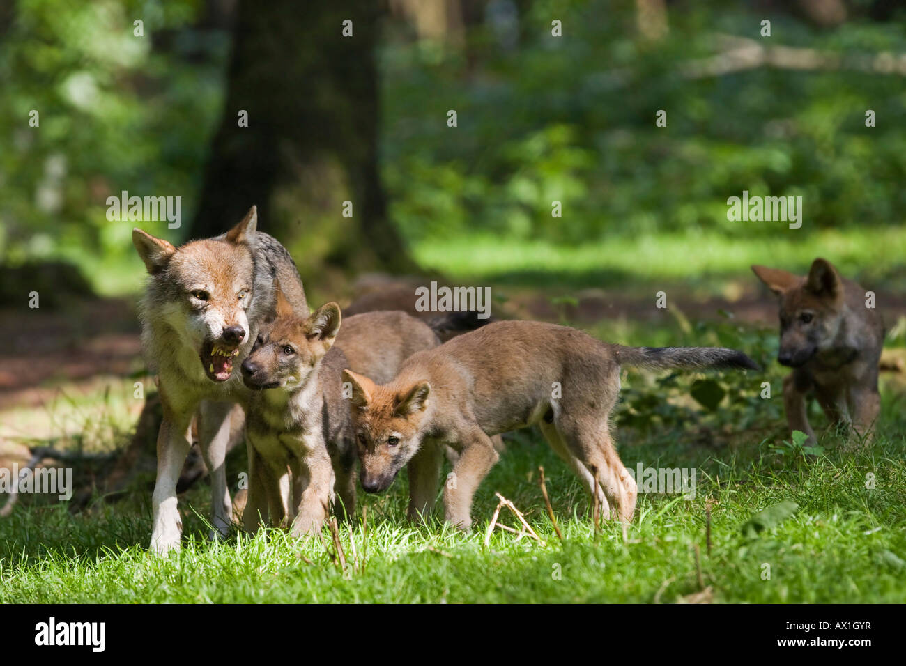 European wolf (Canis lupus lupus) avec chiot, chiot Banque D'Images