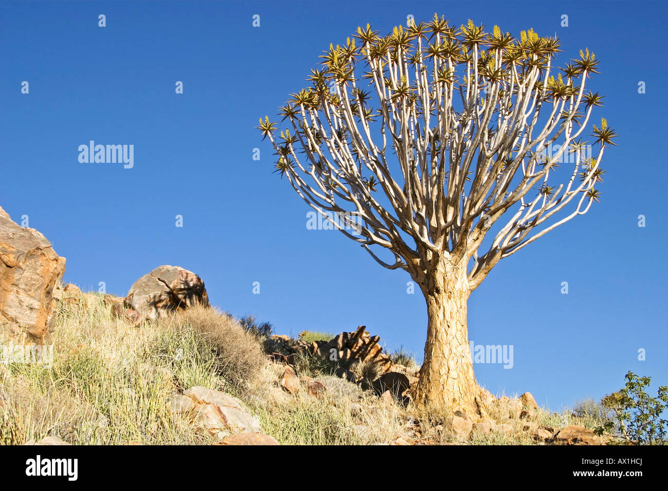 Arbres carquois (Aloe dichotoma), Ferme, Tiras Tiras Mountain, Namibie, Afrique Banque D'Images