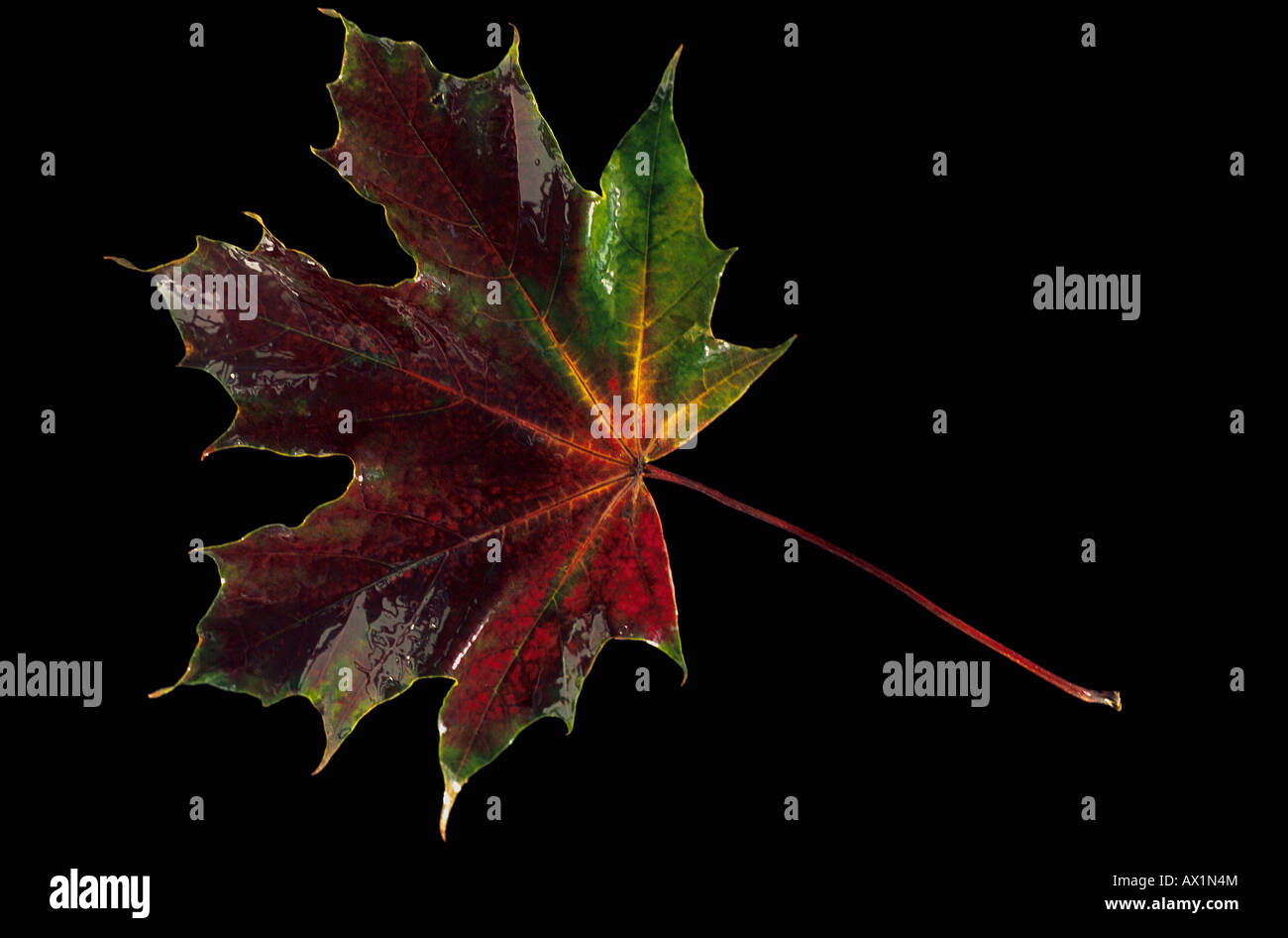 Une feuille d'érable brillant Banque D'Images