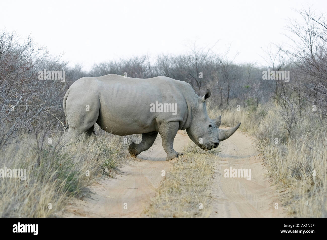 Rhinocéros blanc ou Square-lipped rhinoceros (Ceratotherium simum), Khama Rhino Sanctuary Park, Serowe, Botswana, Africa Banque D'Images